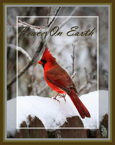 Red Cardinal - Peace On Earth Holiday Card Photograph by Sandra Huston