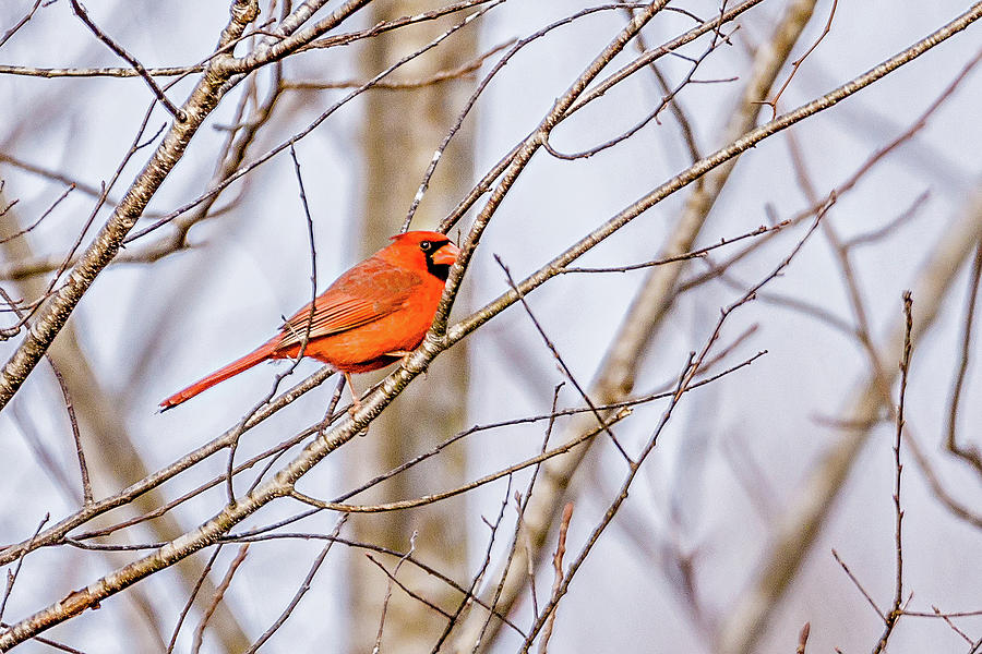 Red Cardinal Perched On Tree Branches In The Sun Photograph by Alex Grichenko
