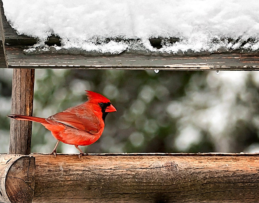 Red Cardinal Print Photograph by Gwen Gibson