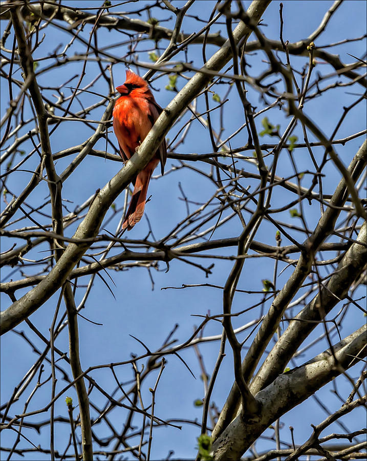 Red Cardinal Photograph by Robert Ullmann