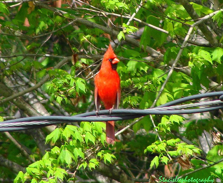 Red Cardinal Watching Photograph by Stacie Siemsen