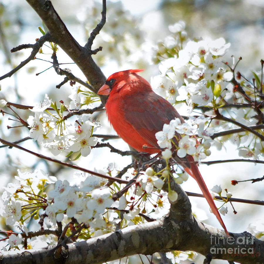 Red Cardinal In Spring Flowers Photograph by Nava Thompson