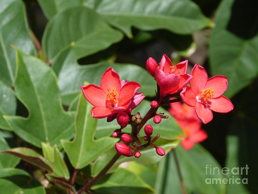 Red Caribbean flower Photograph by Margaret Brooks