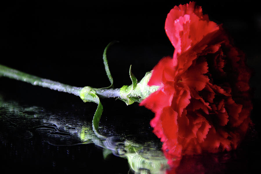 Red Carnation Photograph by Angela Murdock