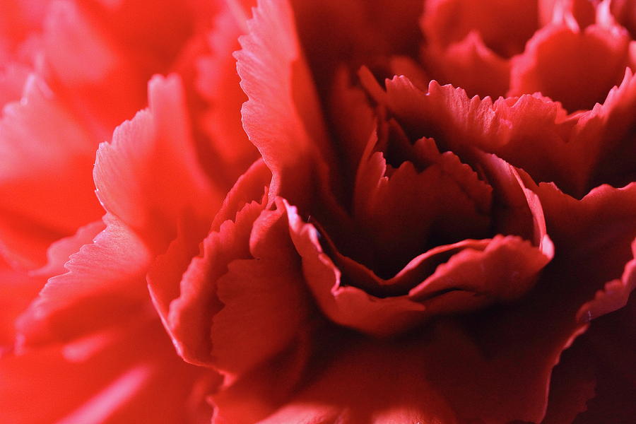 Red Carnation Petals Photograph by Angela Murdock