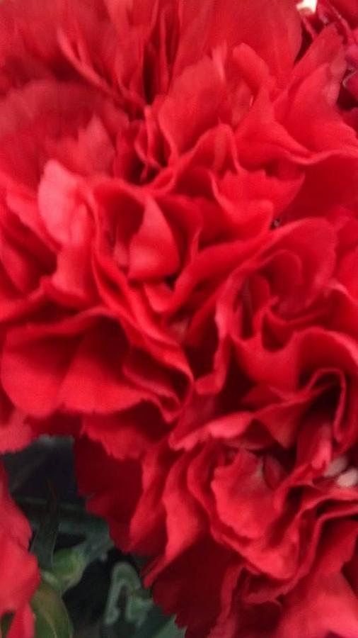 Flower Photograph - Red Carnations by Brenda Winters
