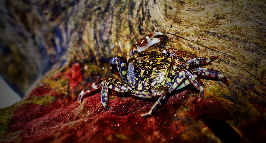 Red Carpet Crab Photograph by Adria Trail
