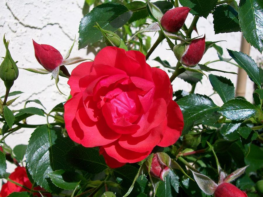 Red Carpet Rose Photograph