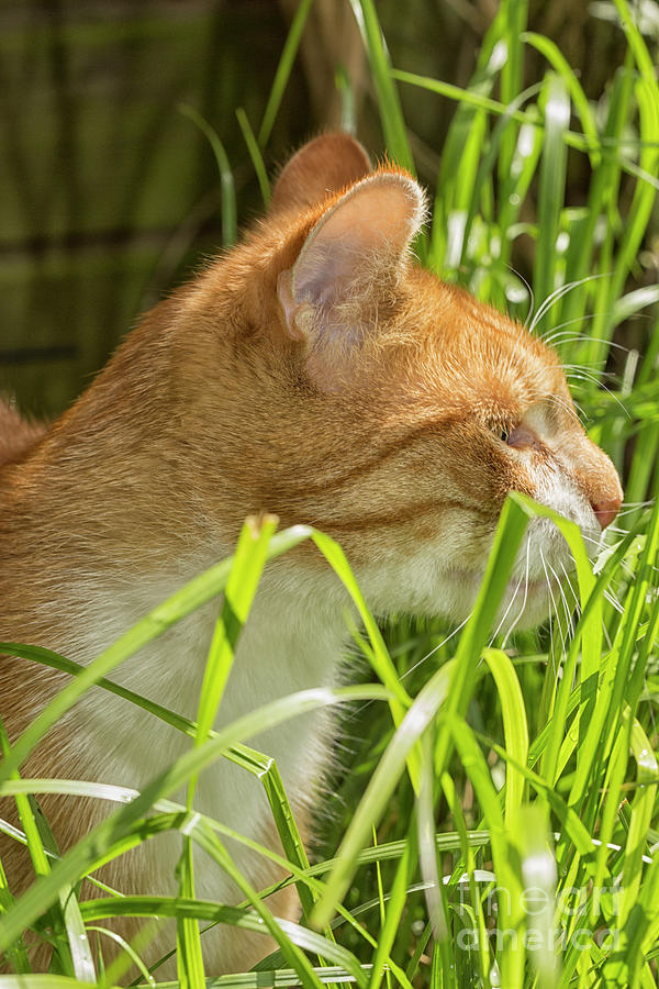 Red cat and green grass Photograph by Patricia Hofmeester