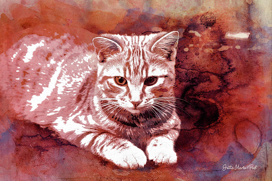 Red Cat Digital Art by Jutta Maria Pusl