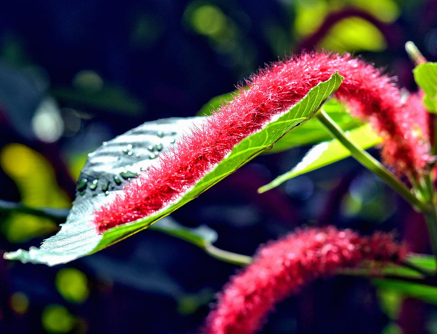 Red Cat Tail Plant Photograph by Amy McDaniel