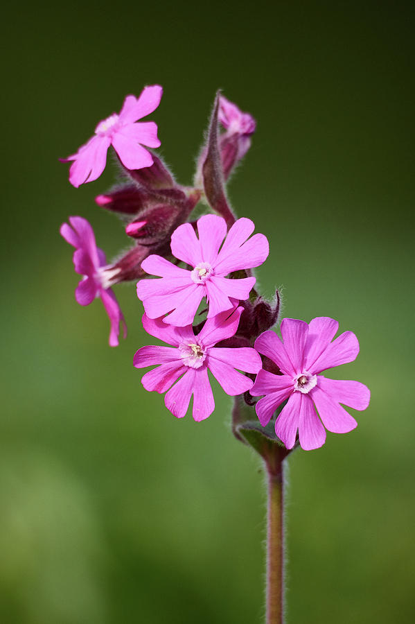 Red Catchfly Photograph