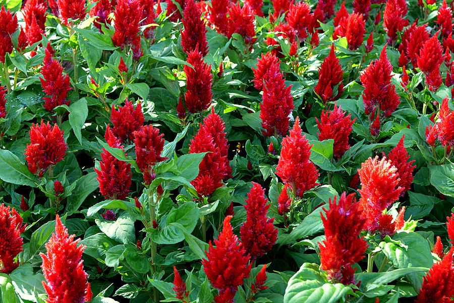 Red Celosia Garden Photograph by Glenn McCarthy Art and Photography