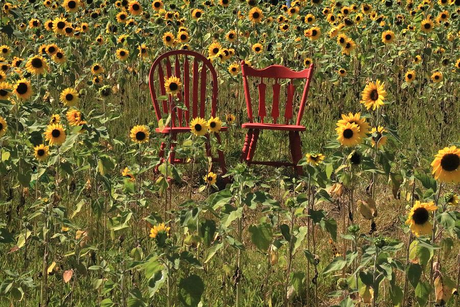 Sunflower Photograph - Red Chairs by Jonathan Huggon