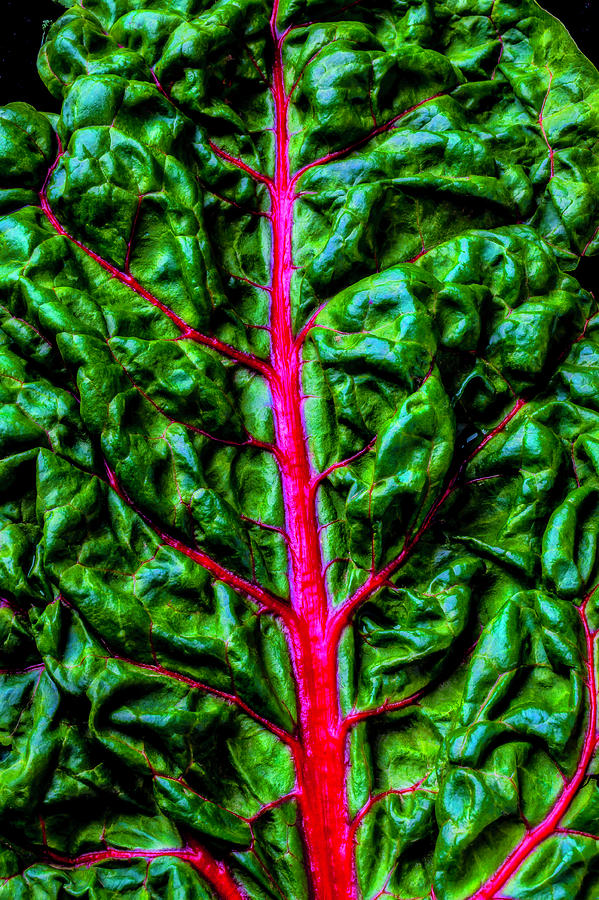 Red Chard Photograph by Garry Gay