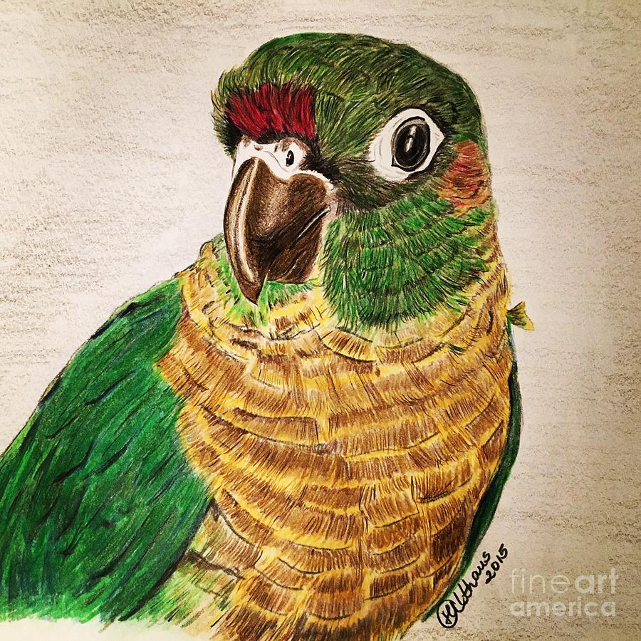 Green Cheeked Conure Drawing by Heike Althaus Pixels