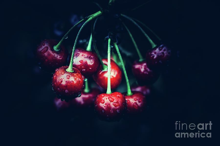 Red cherries on dark background. Photograph by Michal Bednarek