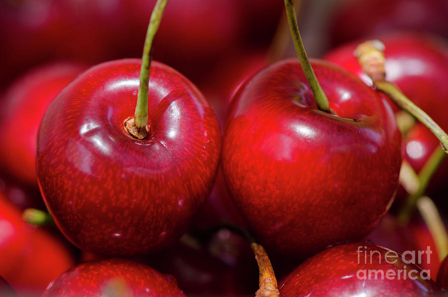 Red cherries Photograph by Perry Van Munster