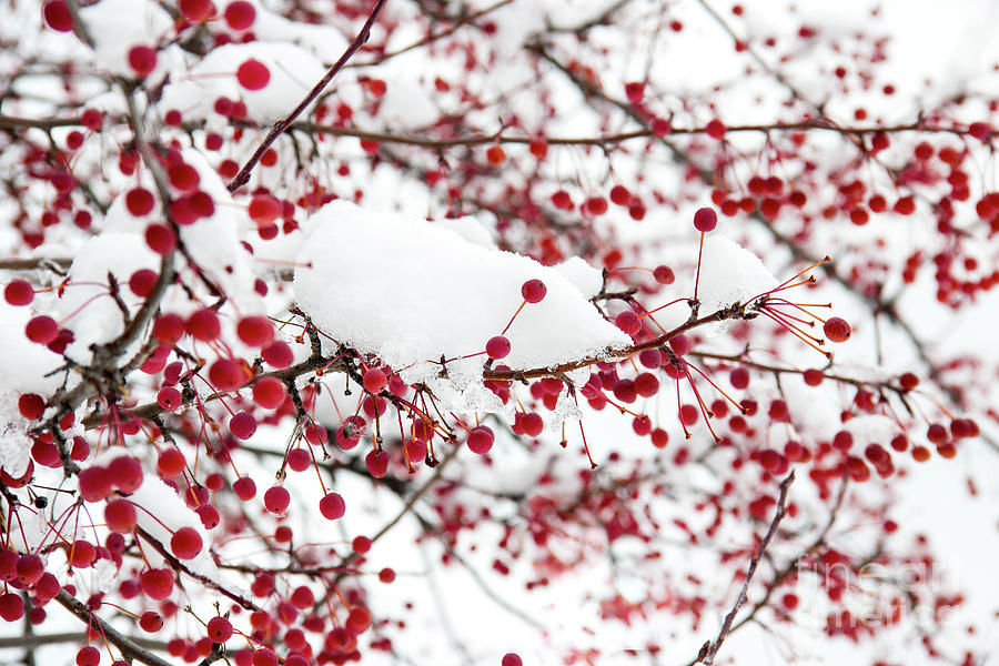 Red cherries, White Snow Photograph by Amy Sorvillo - Fine Art America