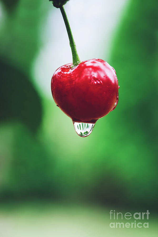 Red cherry with water drop on a green background. Photograph by Michal Bednarek