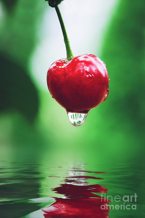 Red cherry with water dropping into a pool Photograph by Michal Bednarek