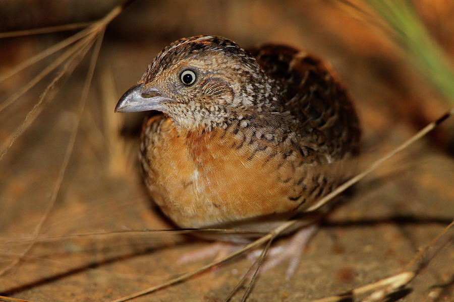 Bird Photograph - Red-chested Button-quail by Bruce J Robinson