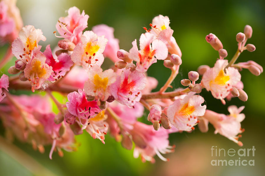 Red Chestnut Tree Blossoms Photograph