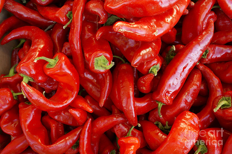 Red Chile Peppers  Photograph by John  Mitchell