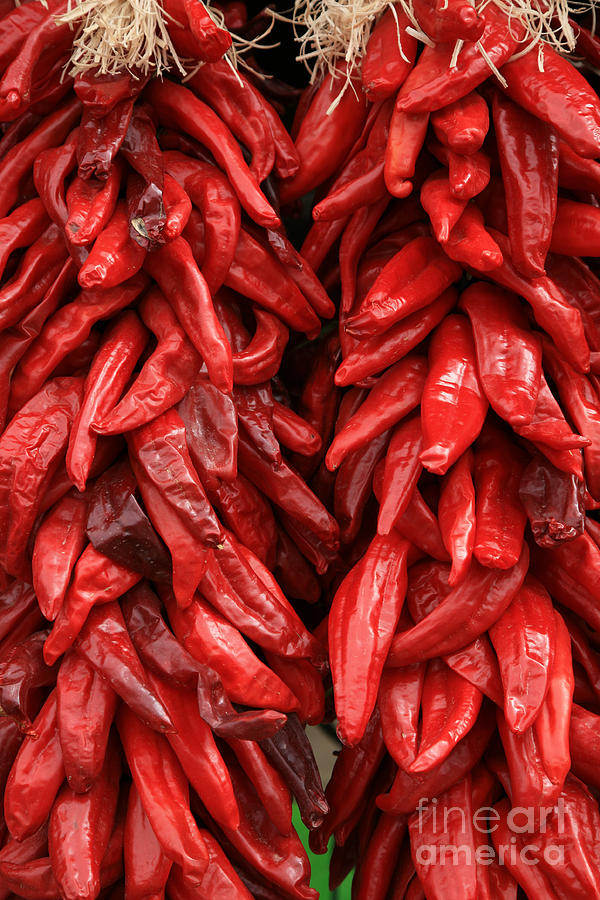 Red Chilies Photograph by Timothy Johnson
