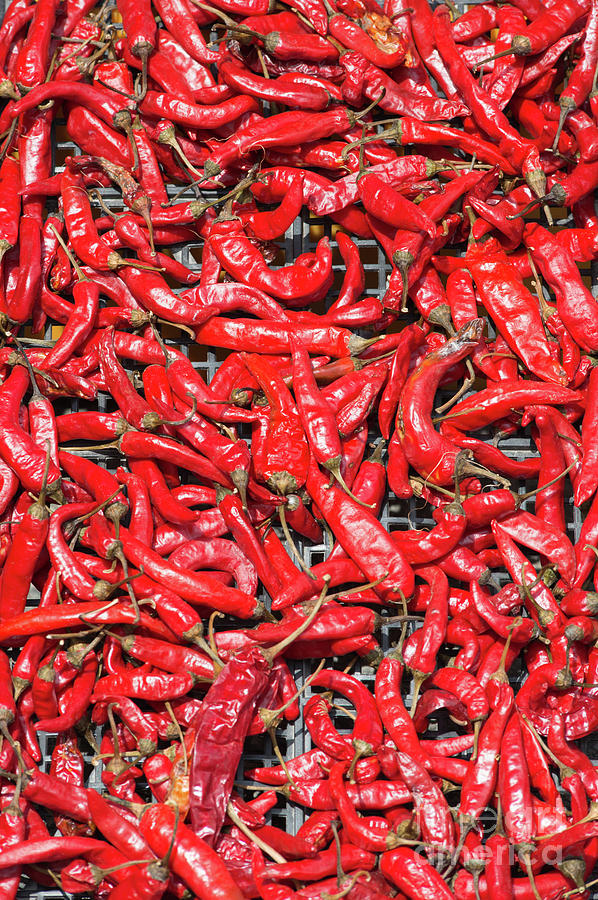 Red Chillies on sale Photograph by Andrew Michael