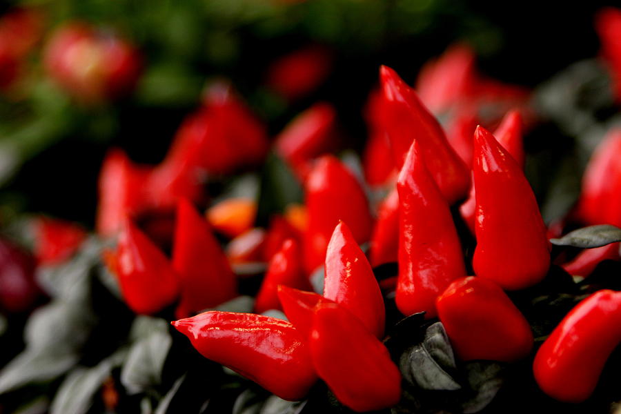 Red Chillies Photograph by Silpa Saseendran