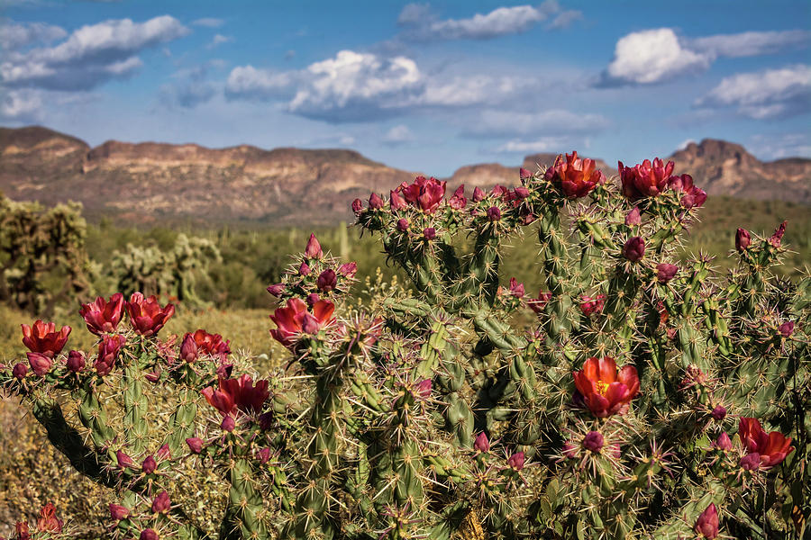 Red Cholla Blooms  Photograph by Saija Lehtonen
