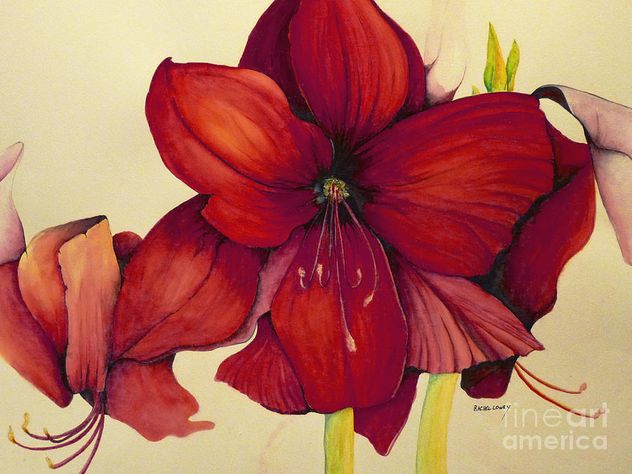 RED Christmas Amaryllis Painting by Rachel Lowry