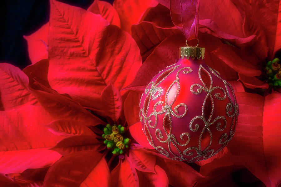 Red Christmas Ball And Poinsettia Photograph by Garry Gay