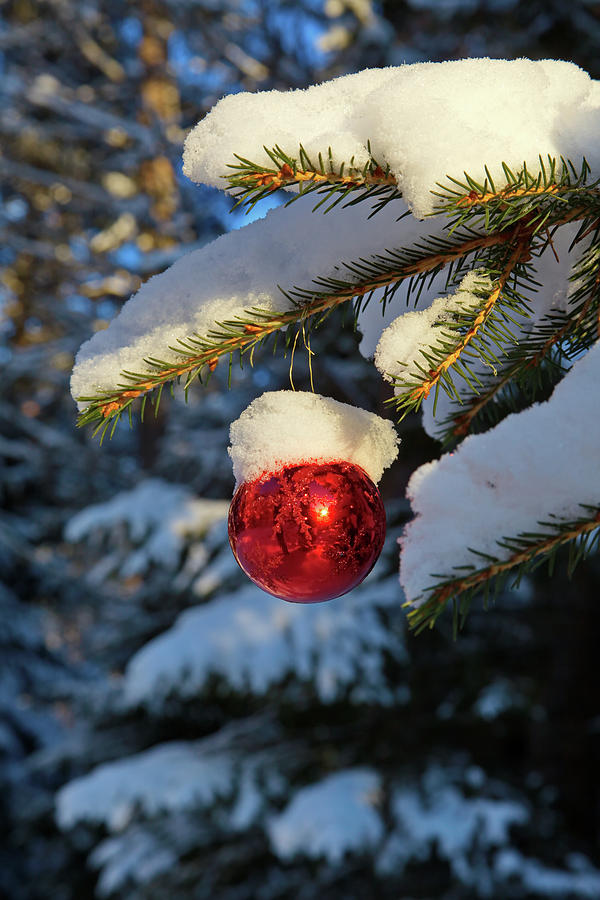 Red Christmas Bauble Covered With Snow Photograph