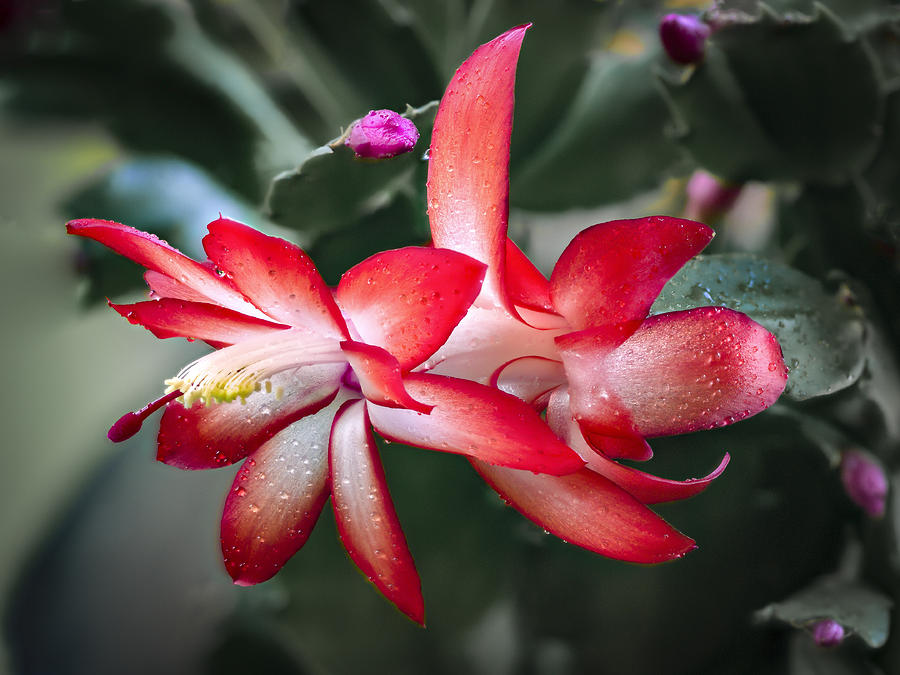 Nature Photograph - Red Christmas Cactus by Jean Noren