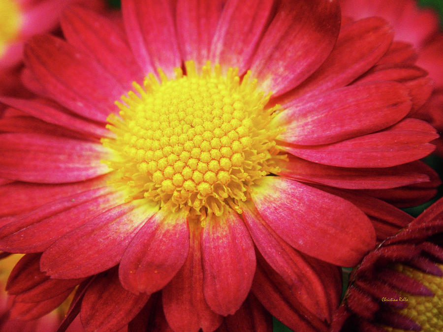 Red Chrysanthemum Photograph by Christina Rollo