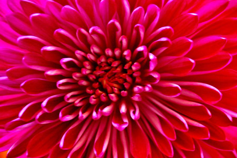 Red Chrysanthemum Photograph by Eileen Brymer