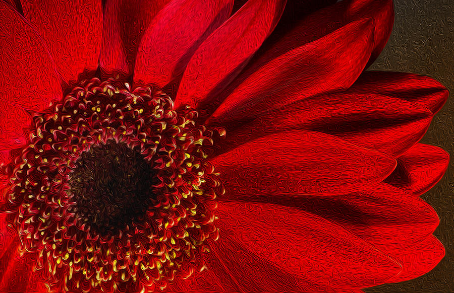 Red Chrysanthemum Flower Bloom in Oil Painting Fusion Photograph by John Williams