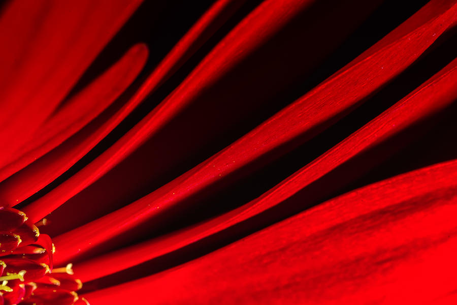 Red Chrysanthemum Flower Photograph by John Williams