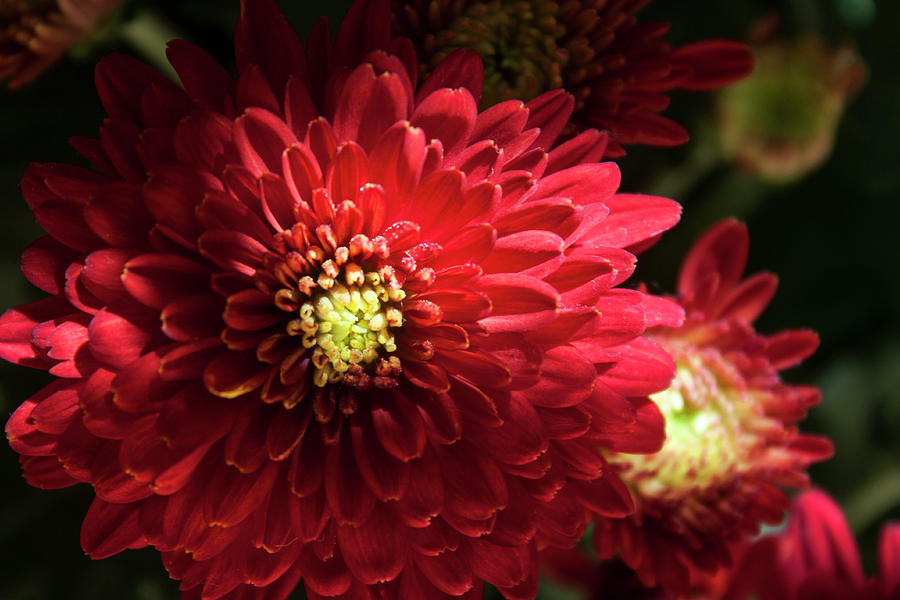 Red Chrysanthemum Photograph by Ivete Basso Photography