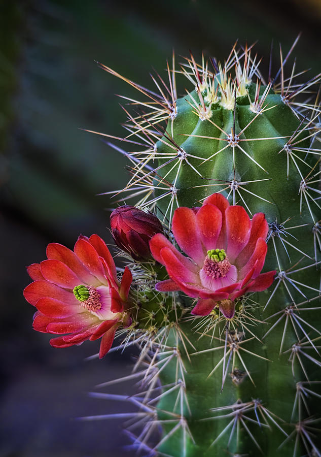 Red Claret Cup Cactus  Photograph by Saija Lehtonen