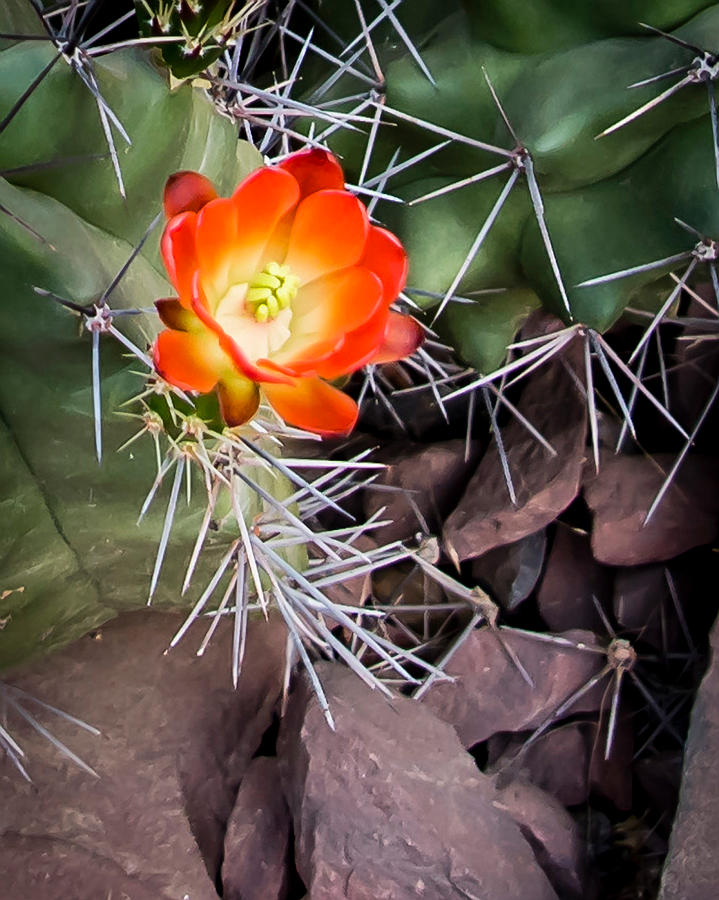 Red Photograph - Red Claretcup Cactus by Jon Berghoff