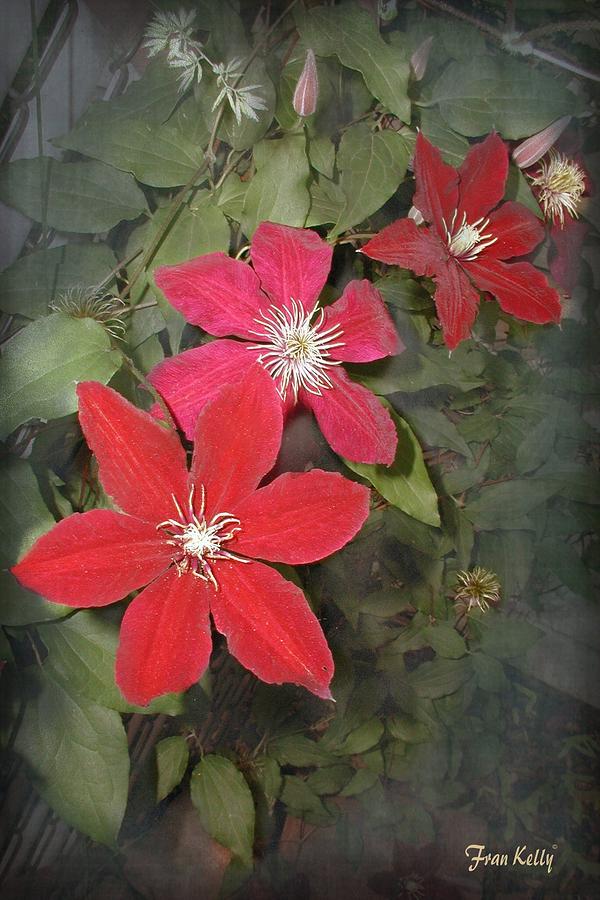 Flowers Still Life Photograph - Red Clematis by Fran Kelly