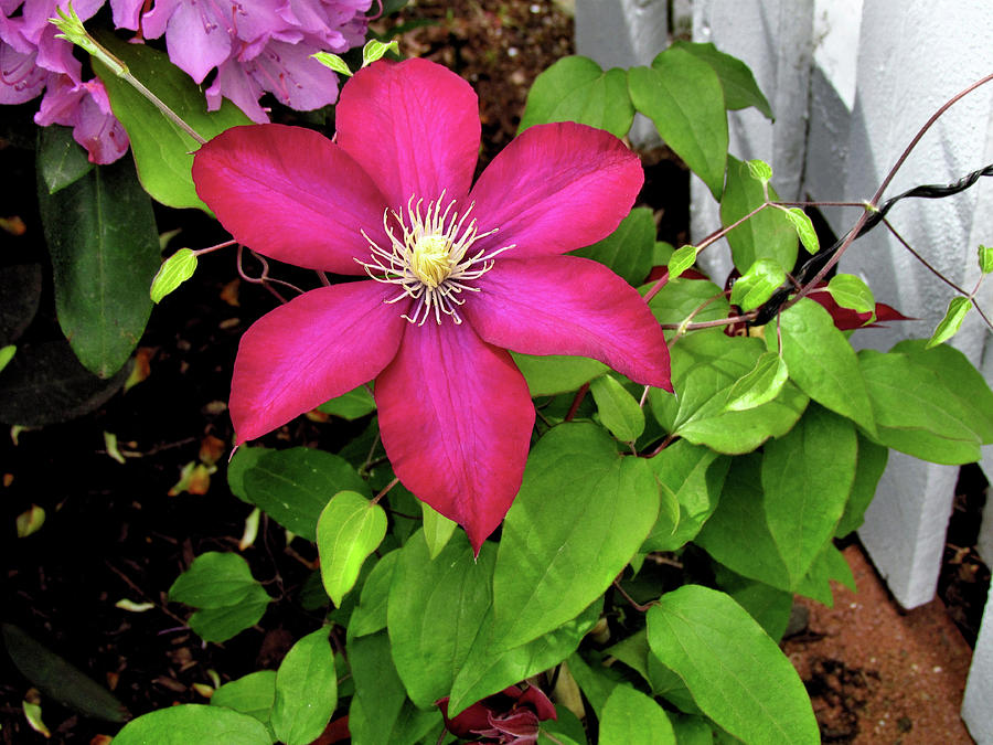 Nature Photograph - Red Clematis by John Trommer