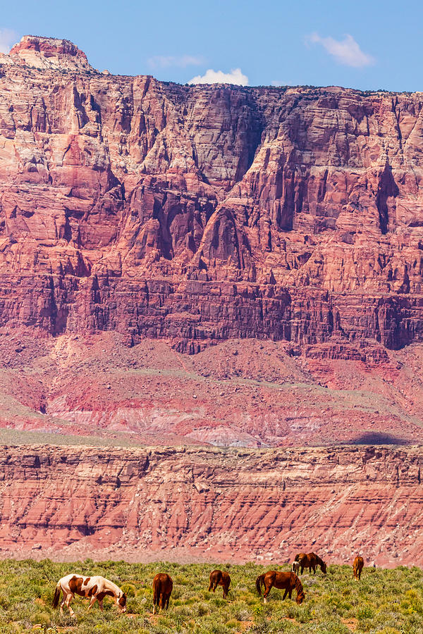 Red Cliff Horses Photograph