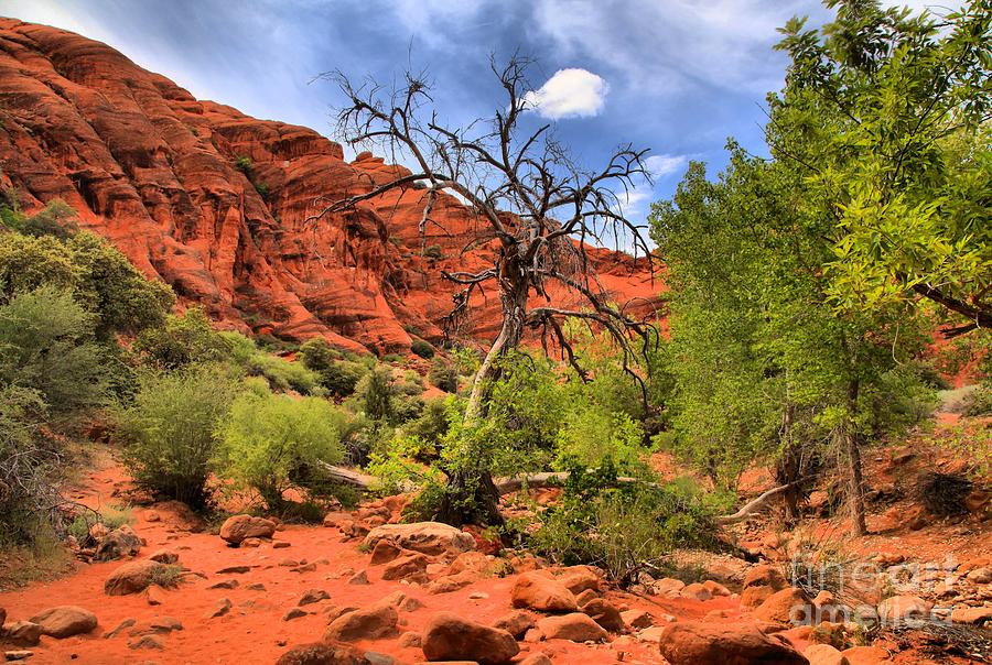 Red Cliffs Utah Landscape Photograph by Adam Jewell