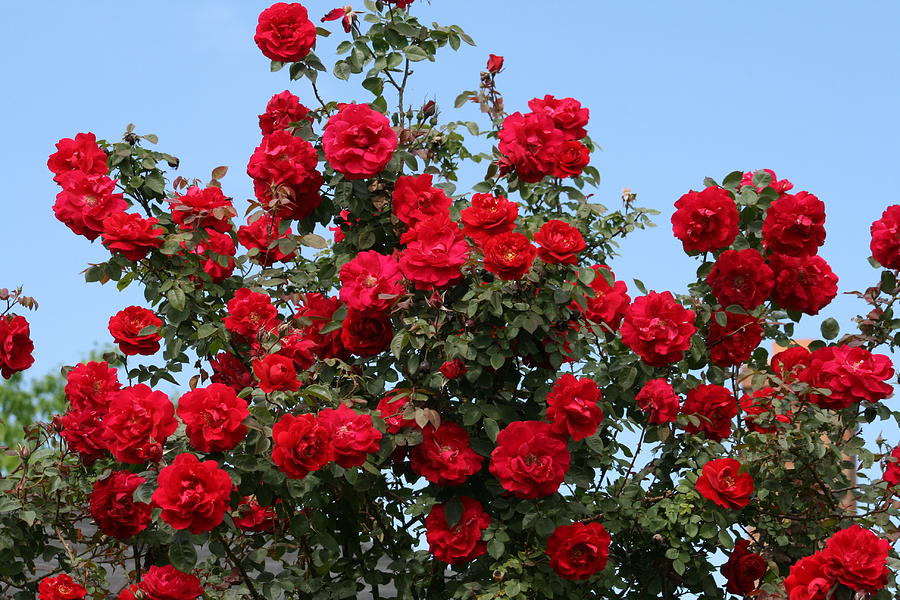 Red Climbing Roses Photograph by Kay Novy