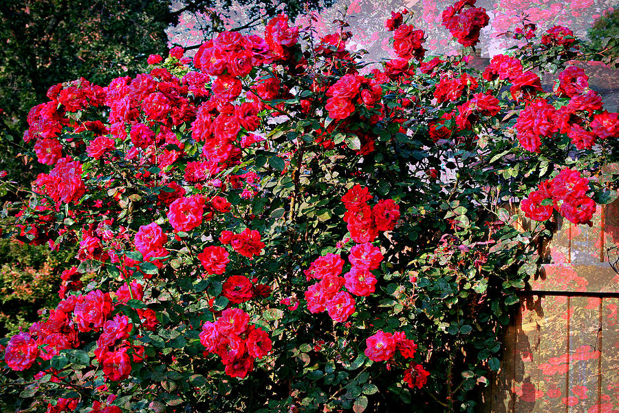 Rose Photograph - Red Climbing Roses With Texture by Kay Novy