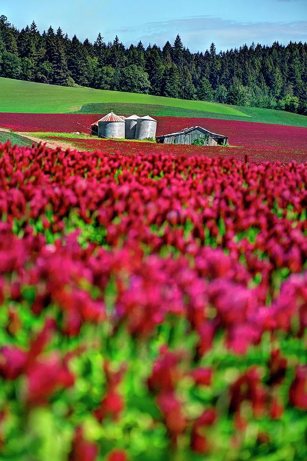Red Clover Bins Barn Photograph by Jerry Sodorff